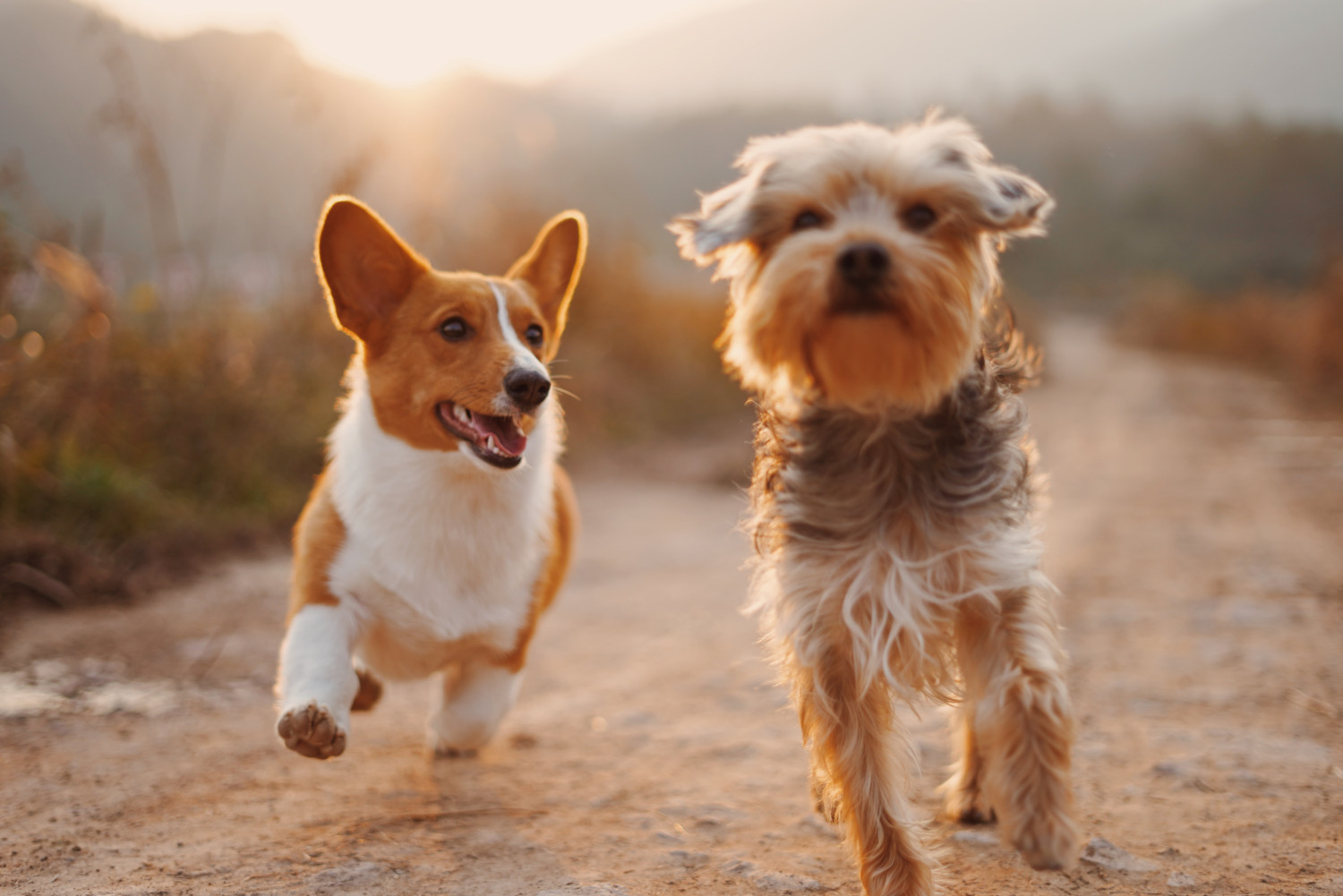 photo of two dogs running