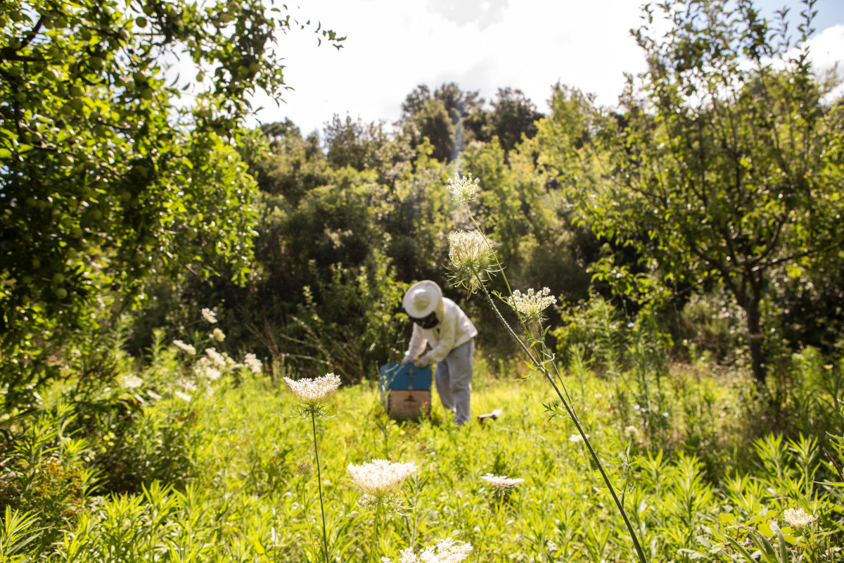 green leafed plants with a beekeeper in the background