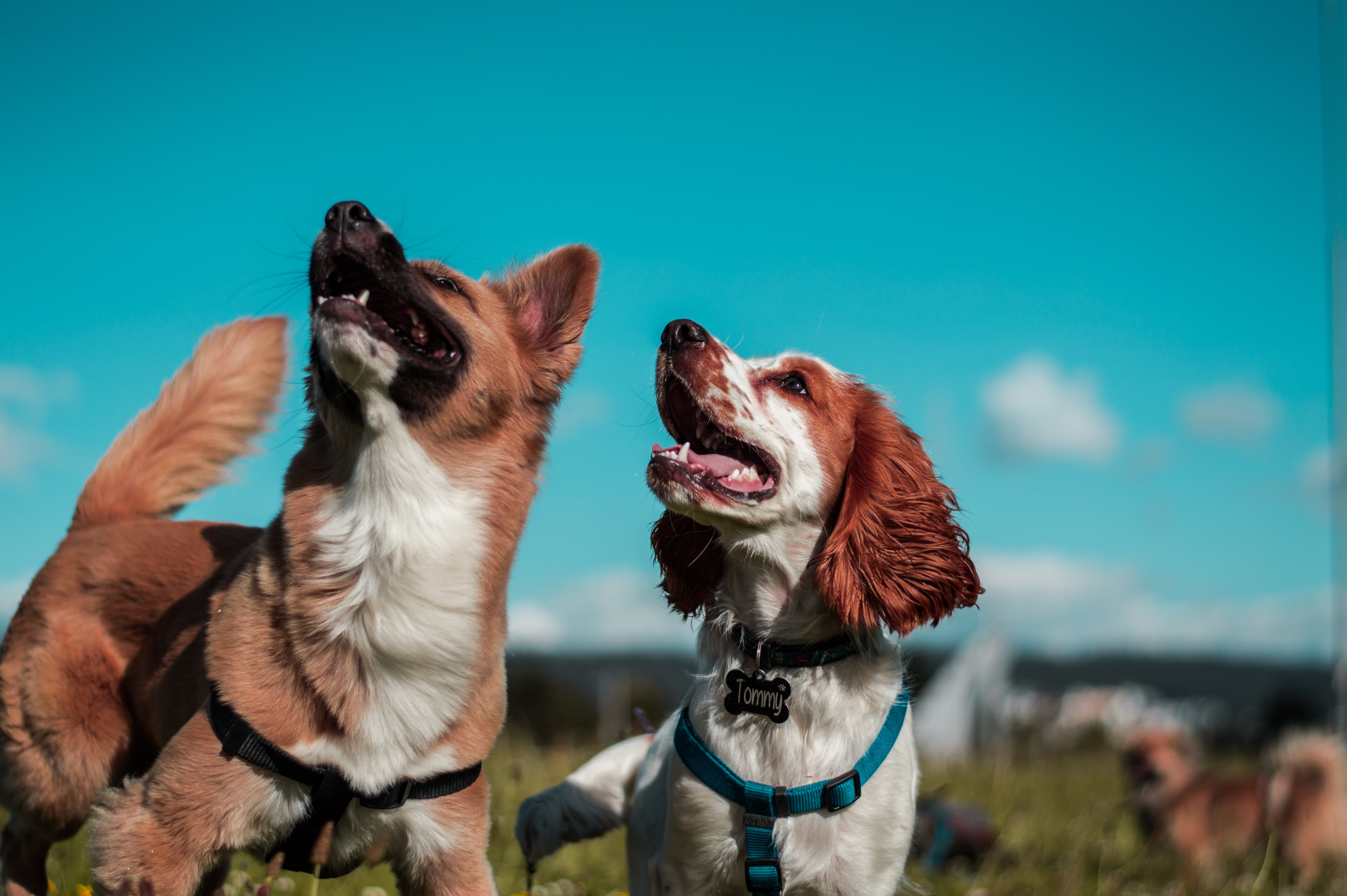 photo of two dogs