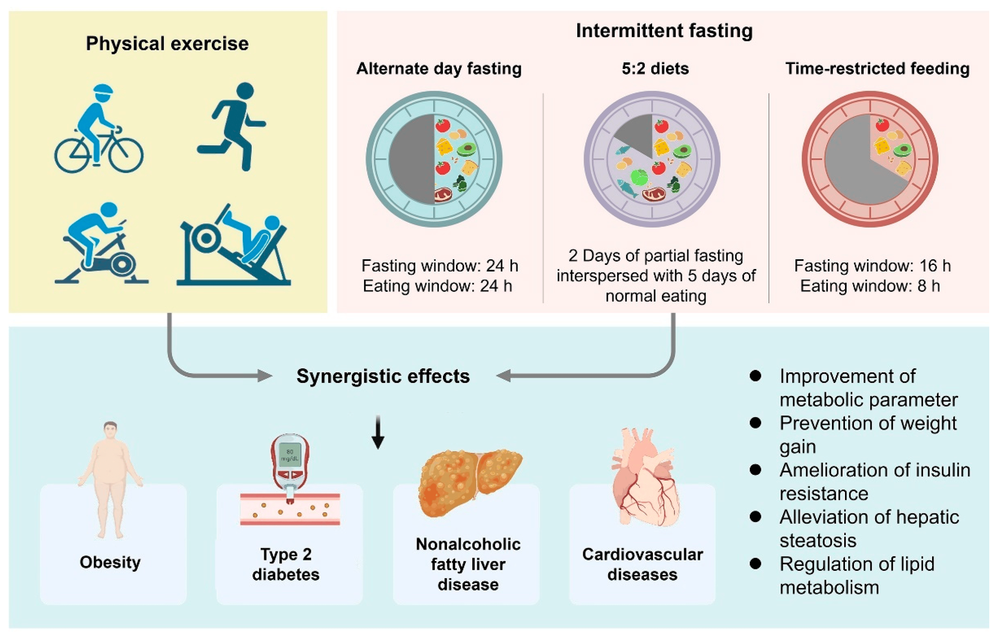 Infographic showing metabolic changes during fasting periods and gut microbiota interactions