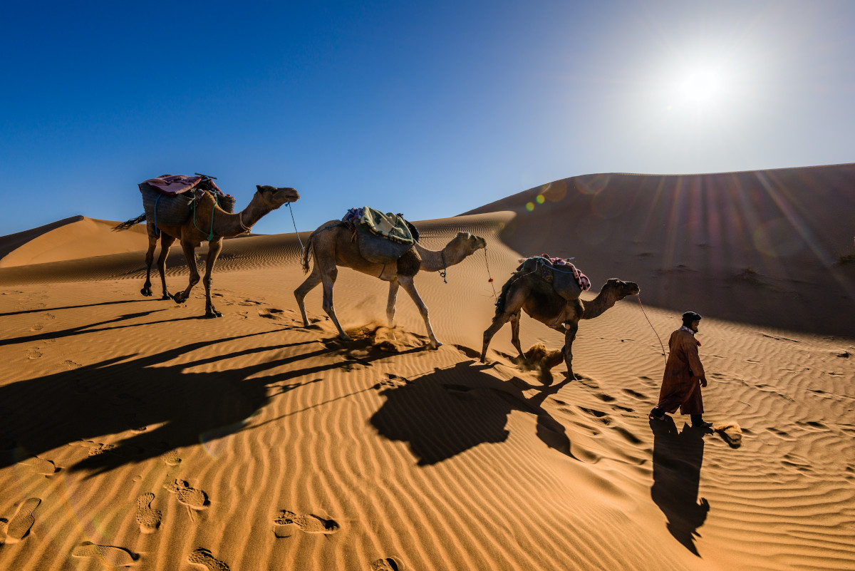 A desert with camels in the background